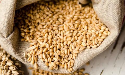 Високопротеїнова пшениця цьогоріч буде в дефіциті — аналітики Рис.1