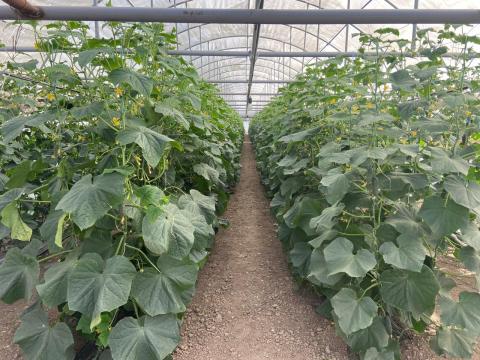 Збір овочевих культур: найвища врожайність картоплі на Хмельниччині Рис.1