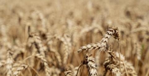 Зерно у заручниках — фермеру треба заплатити, щоб повернути свій урожай Рис.1