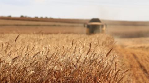Активний експорт російської пшениці посилює тиск на котирування Рис.1