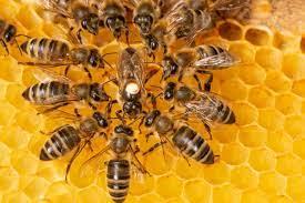 Бджоли без жала стають улюбленцями в Австралії Рис.1