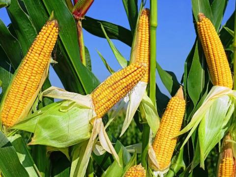 Ціни на кукурудзу залишаються під тиском раннього збирання врожаю у США Рис.1