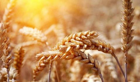 Ціни на пшеницю впали за тиждень на 2,3-4,6% Рис.1