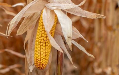 Corteva Agriscience розширює насіннєвий портфель заради підтримки українських фермерів Рис.1