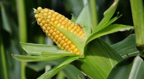 Corteva Agriscience збільшила кількість насіннєвих гібридів, які вирощуються в Україні Рис.1