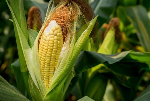 Експерти USDA підвищили прогнози виробництва та запасів кукурудзи у 2023/24 МР Рис.1