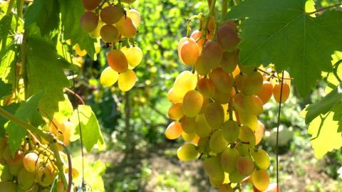 Господиня з Вінниці вирощує понад 100 сортів винограду Рис.1