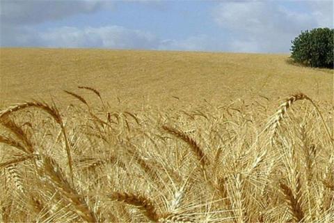 Хмельниччина молотить зернові з найвищою в країні урожайністю Рис.1