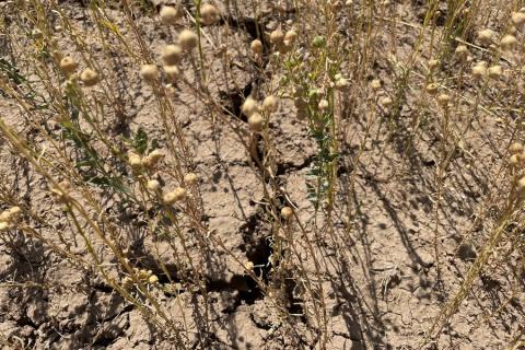 Казахстанські фермери зазнали мільярдних збитків через посуху Рис.1
