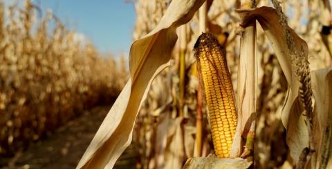 Міністерство сільського господарства США: бум виробництва в Бразилії спричиняє проблеми з експортом рекордного врожаю кукурудзи в США, - огляд іноземних ЗМІ 17-19.09.2023 Рис.1