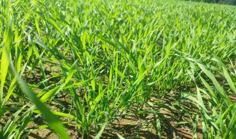 Перші сходи озимої пшениці в «Агрейн» у доброму стані Рис.1
