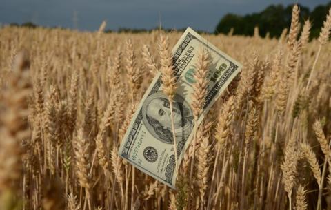 Продажі пшениці в Аргентині уповільнилися, фермери чекають виборів, - огляд іноземних ЗМІ 21-22.09.2023 Рис.1