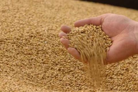 Прогнози аналітиків щодо урожаю пшениці в Австралії перевищують офіційні оцінки Рис.1