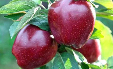 Українське яблуко “Ред делішес” може мати попит на ринках Азії – думка Рис.1