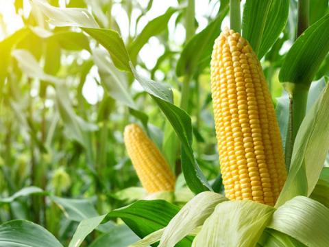 Українські аграрії почали молотити кукурудзу нового врожаю Рис.1