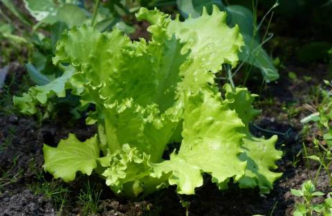 Урожай салату в контрольованому середовищі вдвічі вищий, ніж у польових умовах – дослідження Рис.1