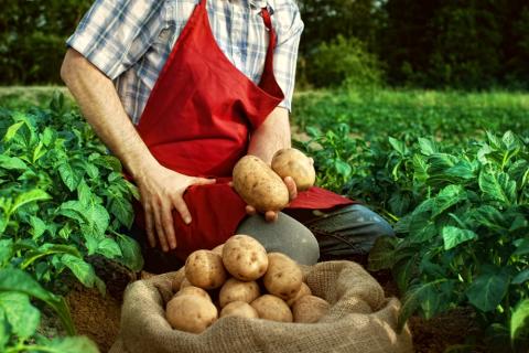 В Україні не вистачить кондиційної продовольчої картоплі до нового сезону Рис.1