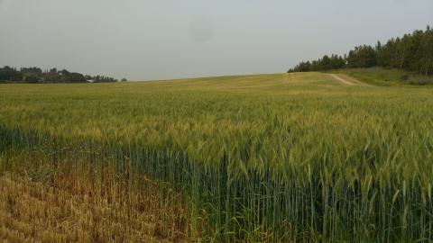 Як соціальна поведінка рослин пшениці впливає на виробництво зерна? Рис.1