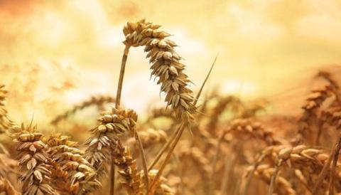 Єгипет замість російської пшениці планує придбати французьку та болгарську, - огляд іноземних ЗМІ 20-21.09.2023 Рис.1