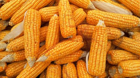 Чи можуть США повернути собі звання найкращого експортера кукурудзи у 2024 році?, - огляд іноземних ЗМІ 12-13.10.2023 Рис.1