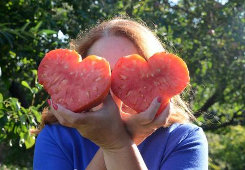 Досвідчені городники з Тернопільщини вирощують та продають насіння 800 сортів помідорів Рис.1