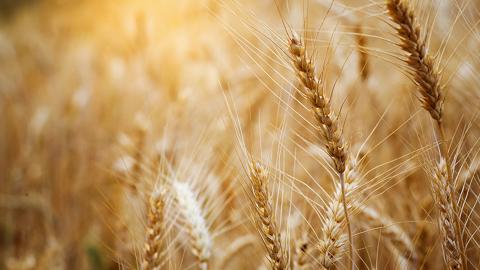 Котирування на американську пшеницю оновили чергові мінімуми Рис.1