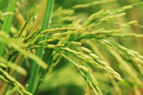 На Одещині врожай рису не покриває витрати аграріїв Рис.1
