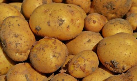Названо регіон-лідер за врожайністю картоплі Рис.1