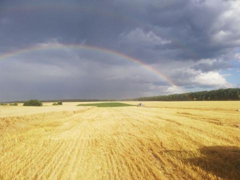 Прогноз урожаю зернових у ЄС погіршили через посуху Рис.1