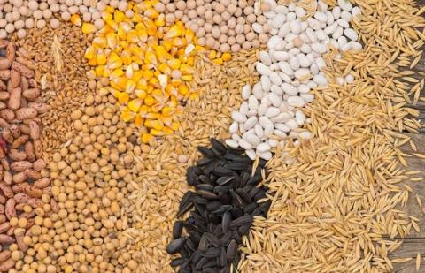 Пшениця, кукурудза та соя дорожчають через конфлікт на Близькому Сході, - огляд іноземних ЗМІ 8-10.10.2023 Рис.1