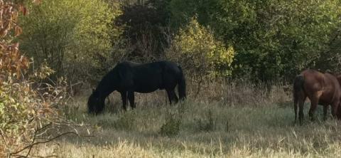 У природному парку під Вінницею розводитимуть диких коней Рис.1