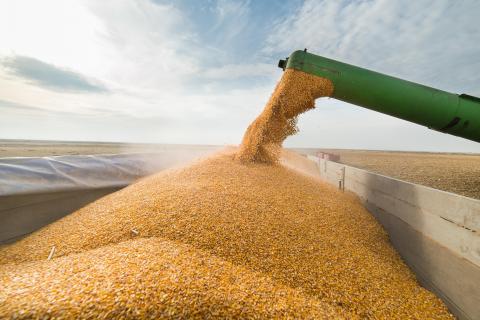 В Україні процвітає чорний експорт зерна Рис.1