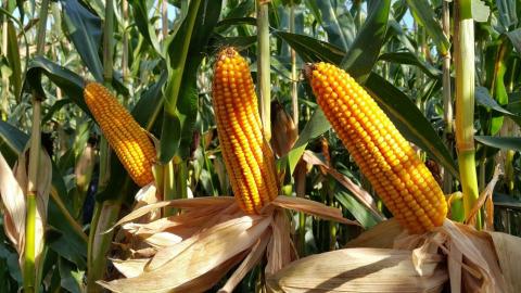 В Україні знижуються ціни на кукурудзу Рис.1