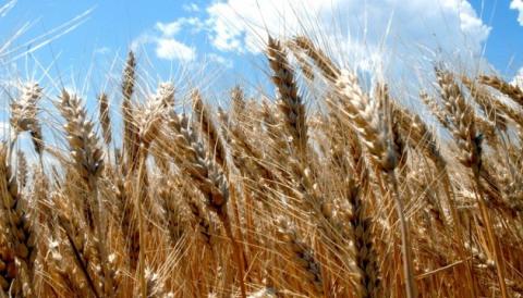 В Україні знизилися ціни на пшеницю за всіма напрямками експорту Рис.1
