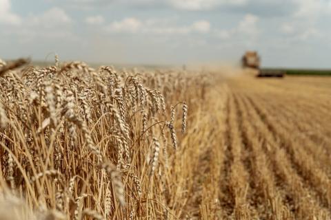ЄС скорочує оцінки врожаю пшениці та кукурудзи, переглядає імпорт, - огляд іноземних ЗМІ 30.09-2.10.2023 Рис.1