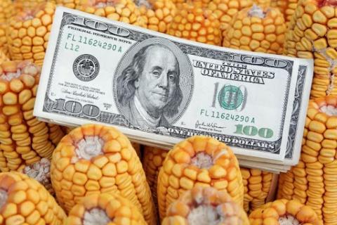 Закупівельні ціни на кукурудзу в Україні падають Рис.1