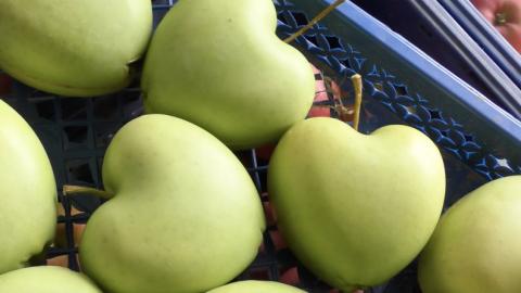 "Амурні" яблука з Черкащини: чому фермери не поспішають продавати урожай Рис.1