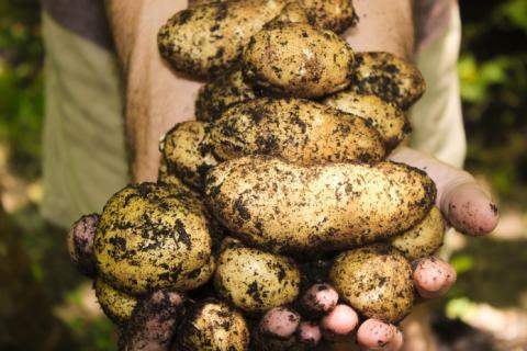 Дощі завадили збору картоплі у ЄС Рис.1