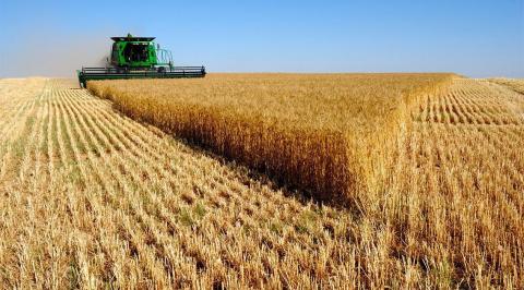 Хмельниччина лідирує за урожайністю зернових в Україні Рис.1