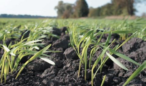 Kernel відвів під посіви озимої пшениці більше чверті свого земельного банку Рис.1