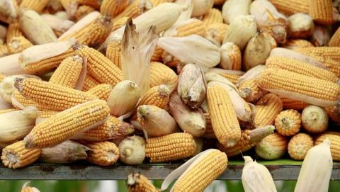 Кукурудзу в «Сейм Агро» зібрали з рекордною врожайністю Рис.1