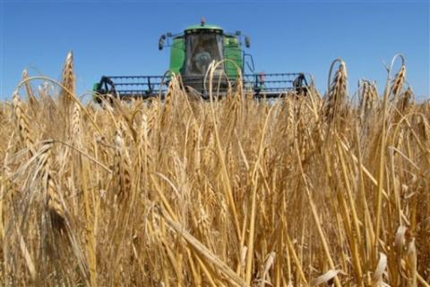 УЗА підвищила прогноз урожаю зерна в Україні у 2023 р до 81,6 млн т Рис.1
