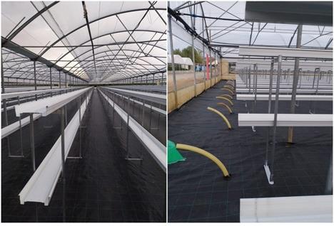 В Італії побудовано дев’ять нових теплиць для вирощування суниці садової Рис.1