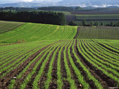 Всеукраїнська аграрна рада вимагає відтермінувати дозвіл на збільшення граничної площі купівлі сільськогосподарських угідь Рис.1