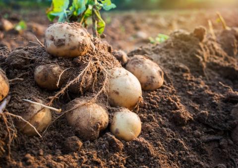 Для засолених ґрунтів пропонують нові сорти картоплі Рис.1