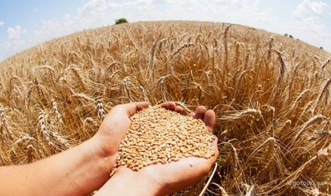 Фуражна пшениця зрівнялась в ціні з кукурудзою Рис.1