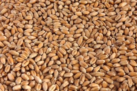 Італійські борошномели пропонують найкращі ціни за українську пшеницю Рис.1