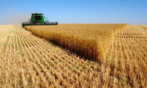 Мінагрополітики збільшило прогноз виробництва цьогорічного врожаю зернових та олійних до 81,3 млн тонн. В Україні рекордна врожайність зернових Рис.1