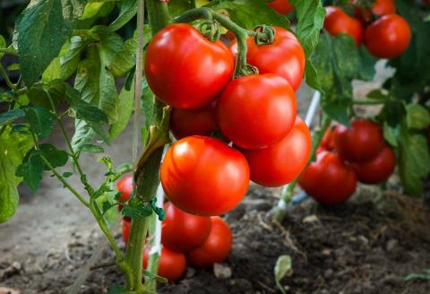 В Україні продовжують зростати ціни на помідори Рис.1