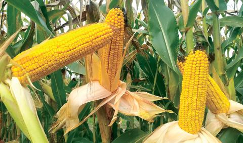В Україні завершено збирання всіх агрокультур, крім кукурудзи Рис.1